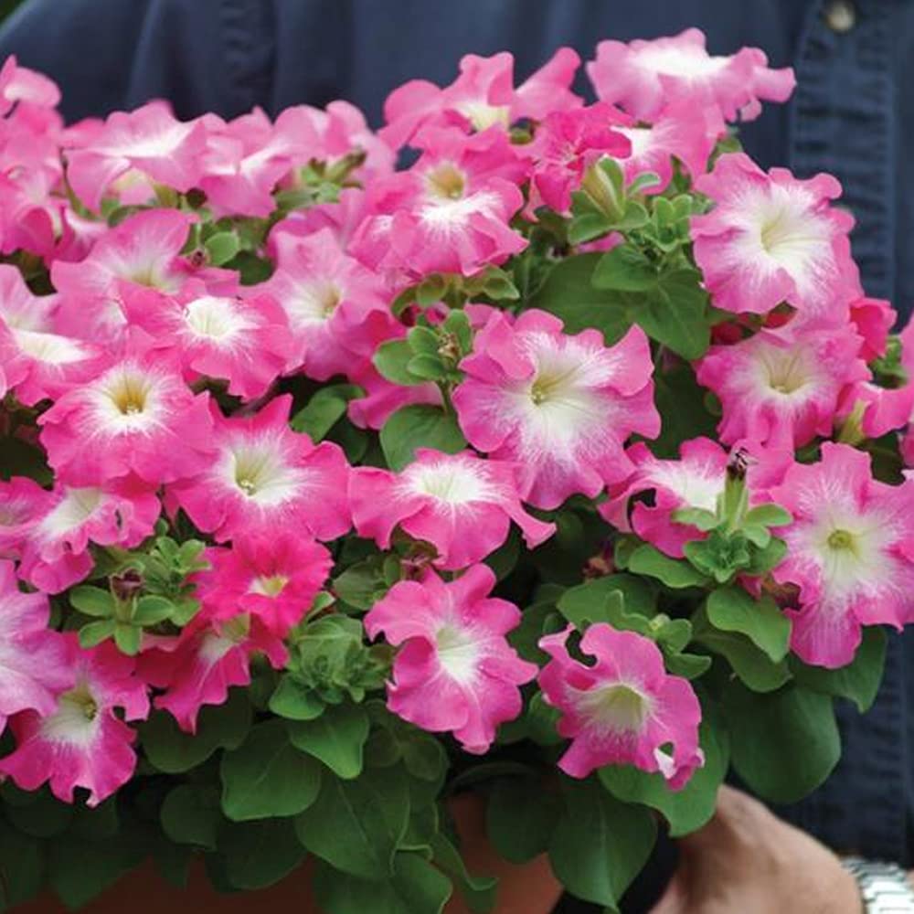 Petunia Freiheit Raspberry Vein Pelletized Petunia Seeds for Planting Vibrant Petunias
