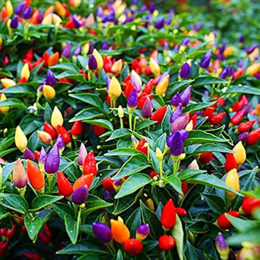 Melrose Pepperoni Capsicum annuum Pepper Seeds for Planting in Vegetable Patch