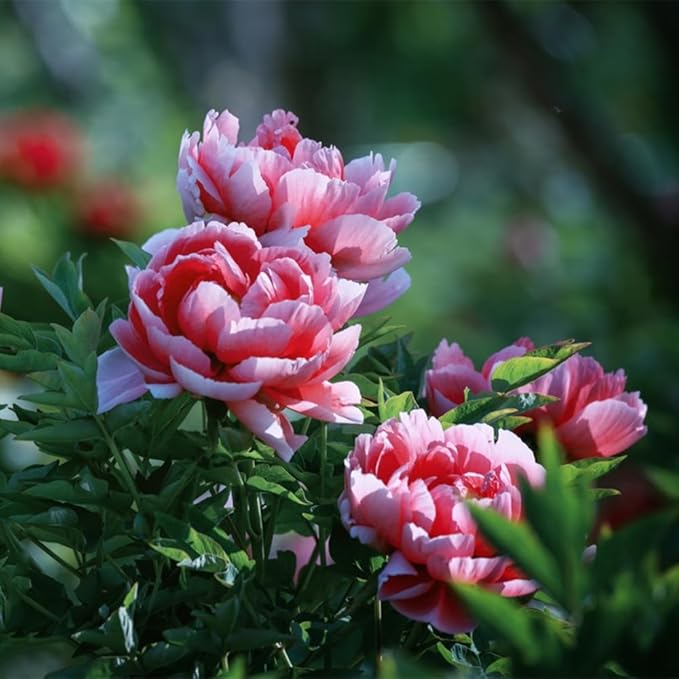 Peony Seeds, Chinese Suffruticosa Flower Seeds, Potted Plants, Garden Plant