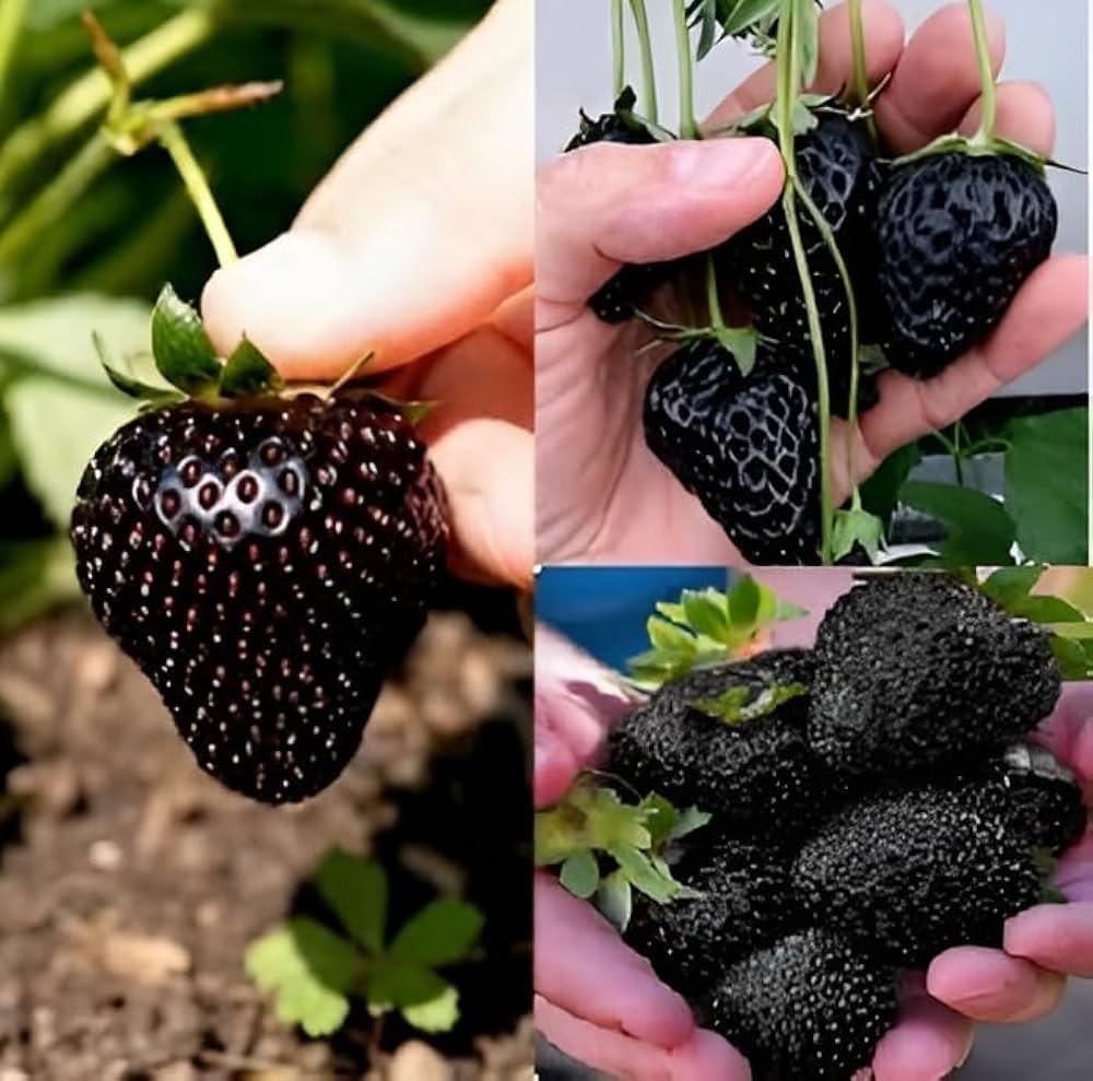 Black Strawberry Fruit Seeds for Planting - Easy to Grow