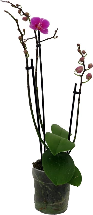 Orchid Orchidaceae spp. Seeds for Planting in Flower Bed & Garden