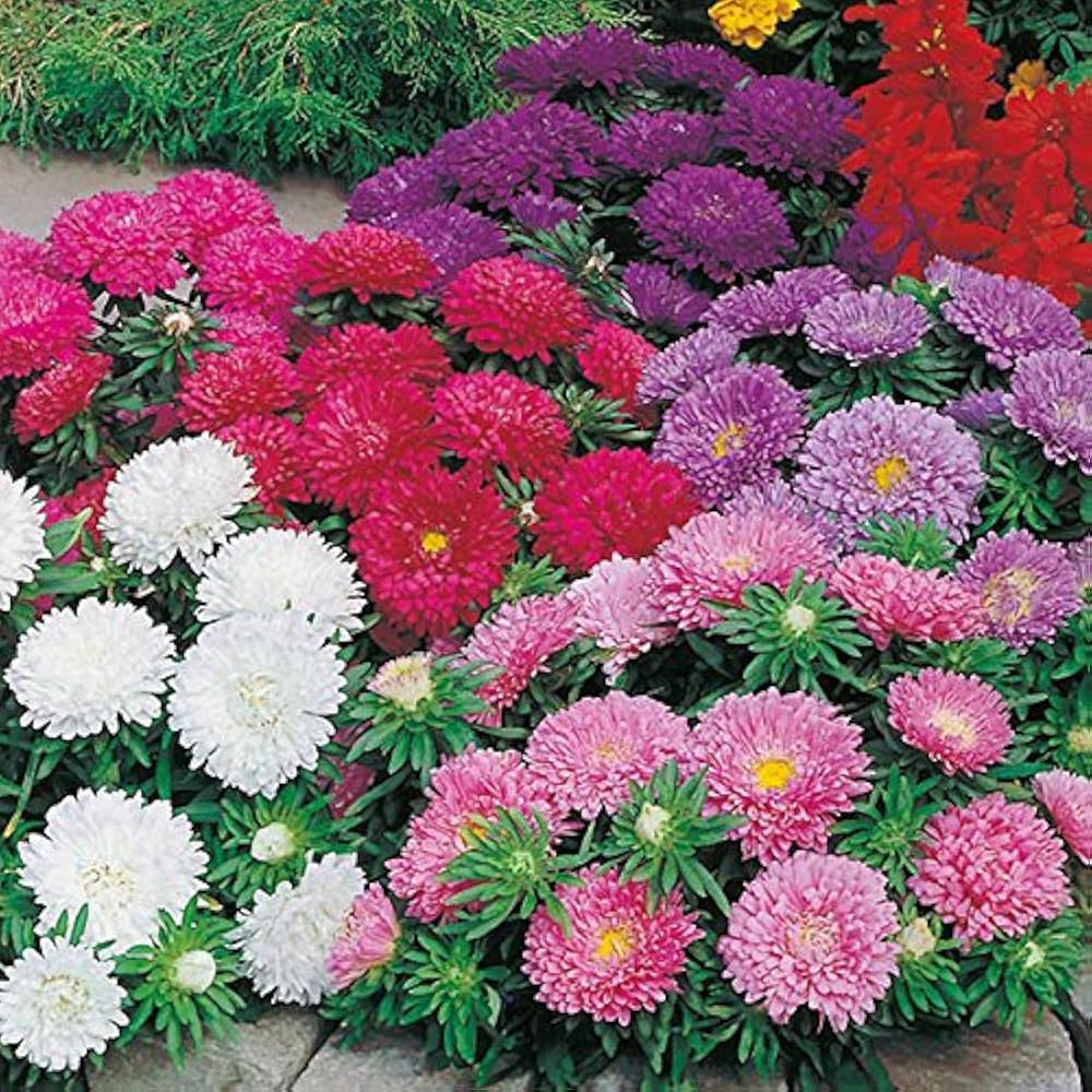Dwarf Queen Mix Aster Seeds for Planting flower bed