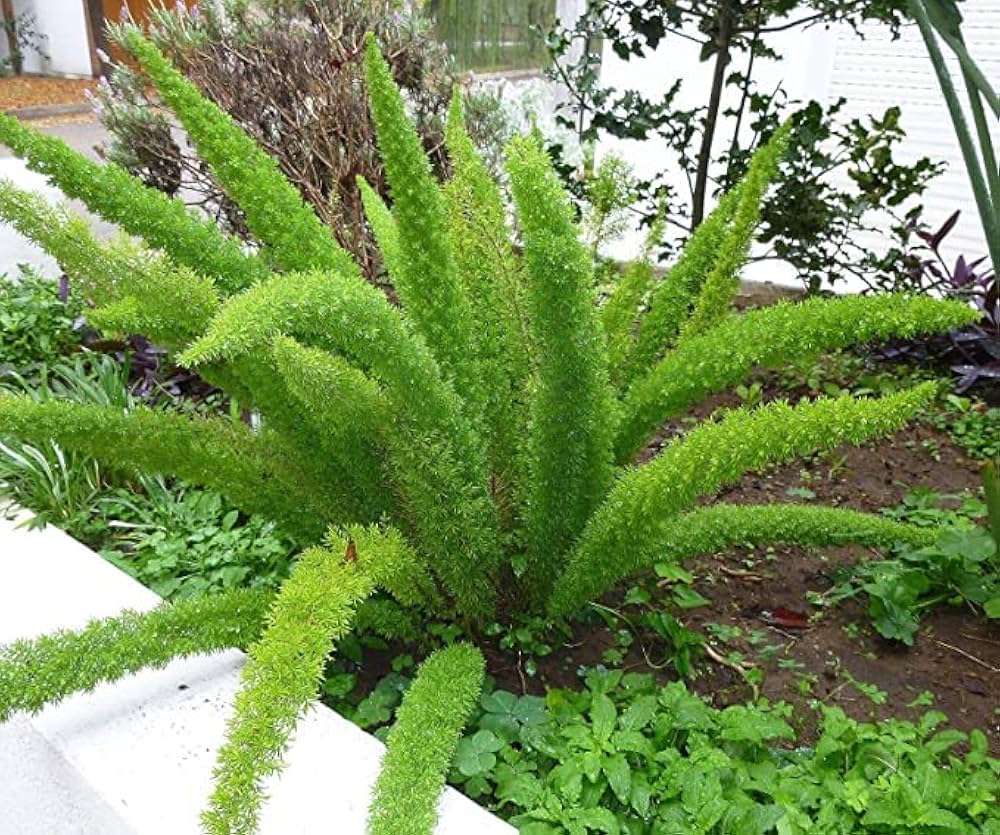 Asparagus Meyeri Seeds For Planting - Ornamental Plant Seeds