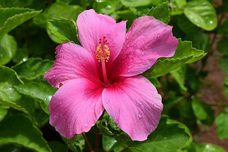 Hibiscus Rosa-Sinensis Flower Seeds