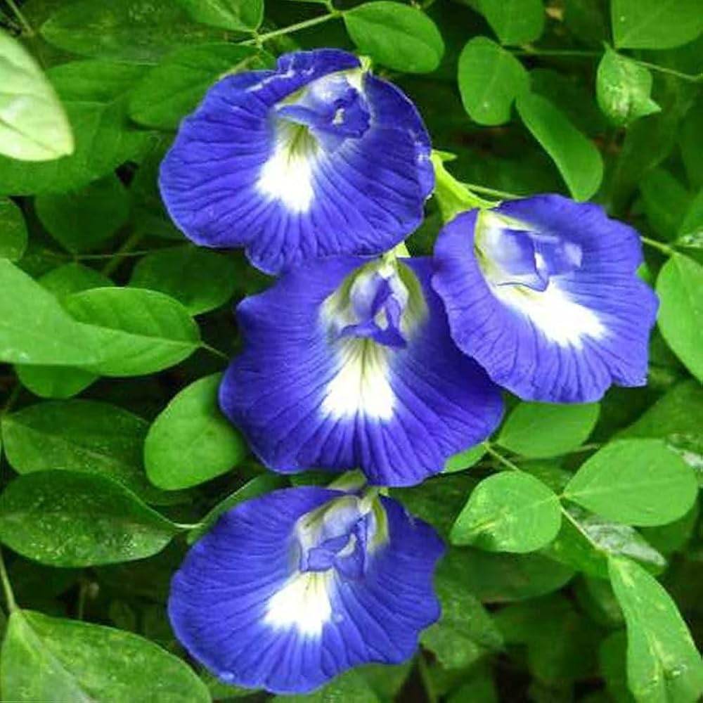 Blue Clitoria Flower seeds for Planting - Vibrant Colors, Heirloom & GMO Free Seeds for Home Garden