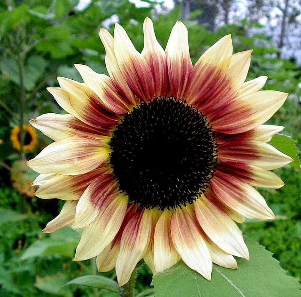 Sunflower Flower Seeds Burgundy for planting