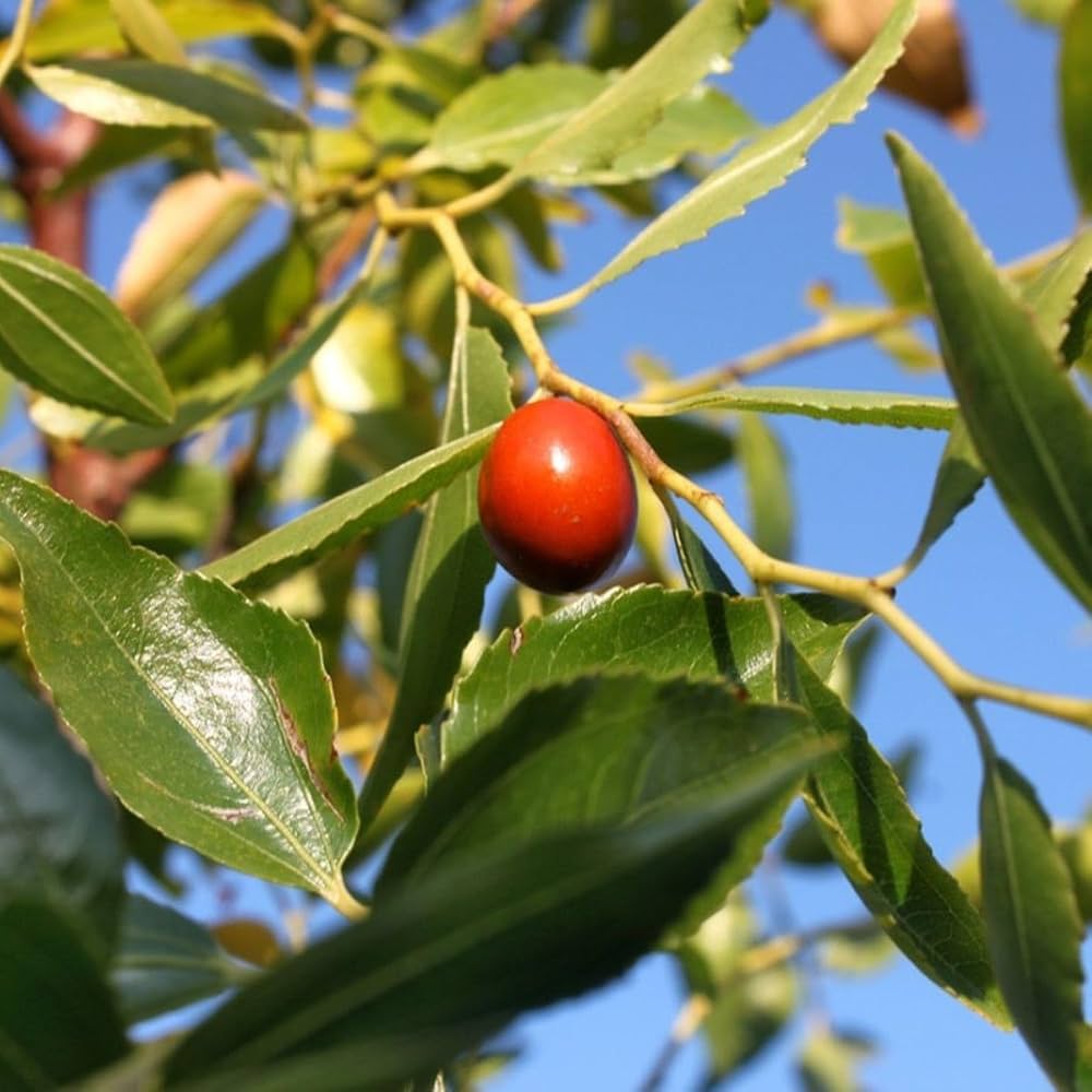 Shanlix Jujube Fruit Seeds for Planting  Seeds for Healthy and Sweet Fruit Growth