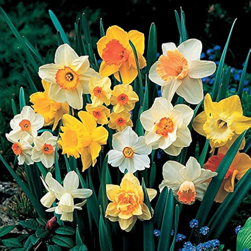 Cream Orange Daffodil Flower seeds for Planting - Shade Tolerant, Heirloom & GMO Free Seeds for Home Garden