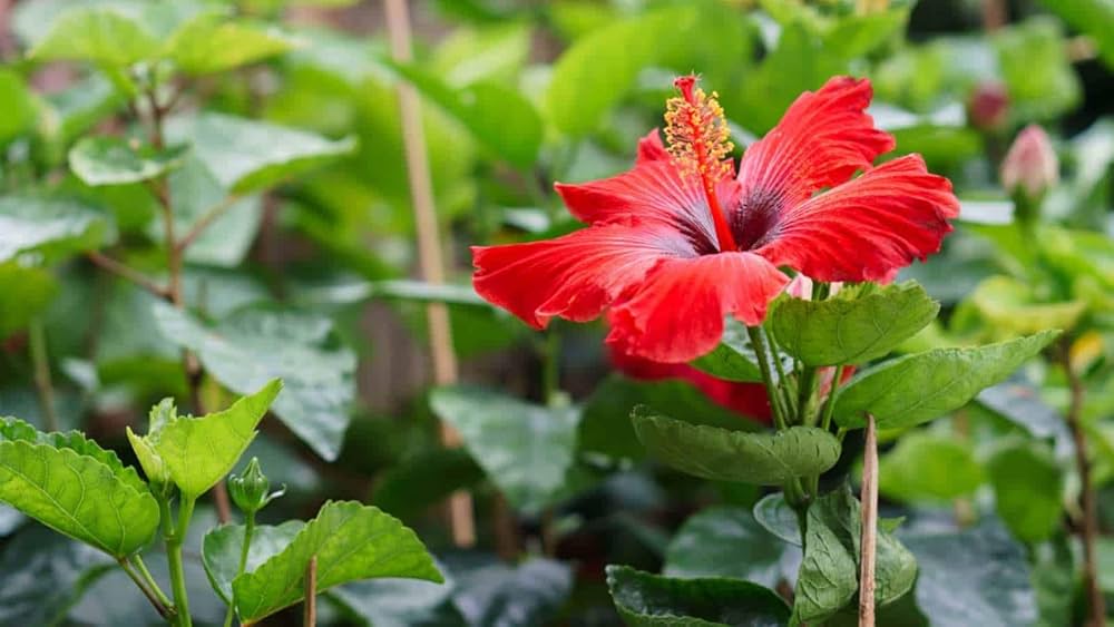 Hibiscus Hibiscus spp. Seeds for Planting in Tropical Garden