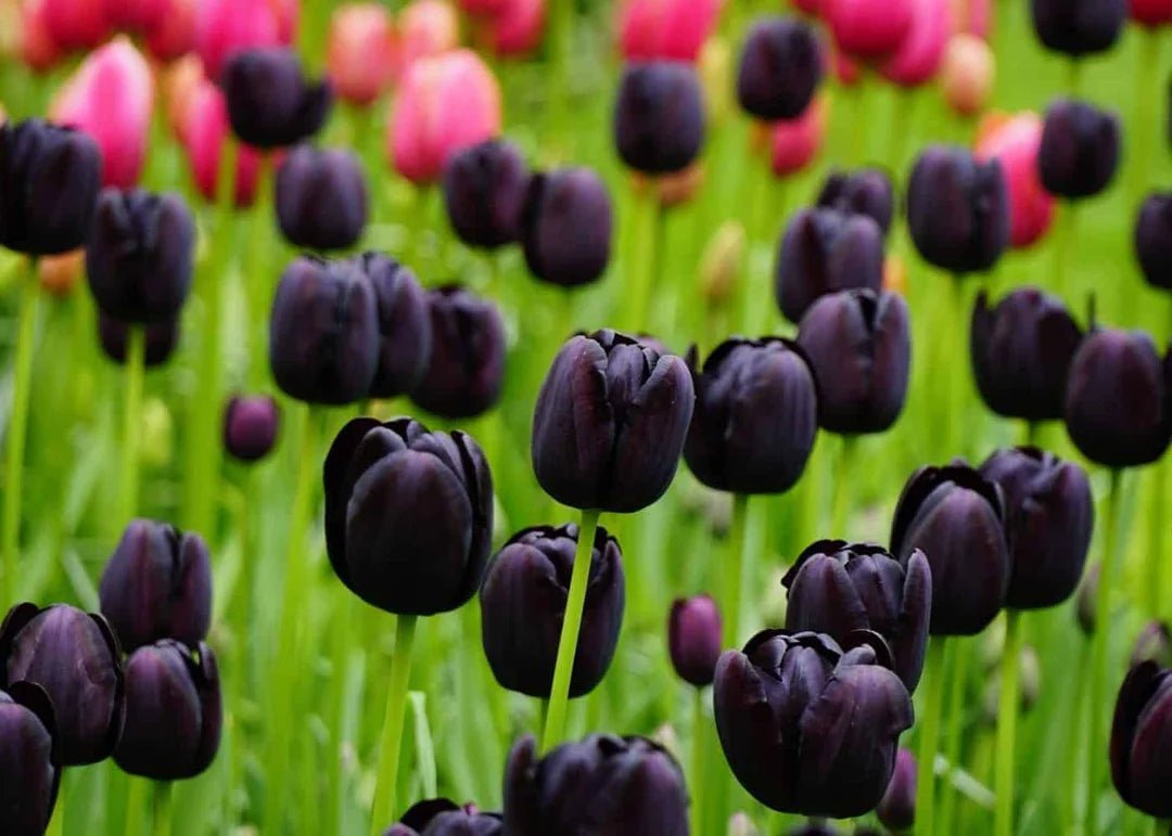 California Poppy Flower Tulip Black Seeds for Planting - Elegant Purple Tulip Flower Seeds for Stunning Gardens Planting Seeds - 1 pcs - Evergrowseeds
