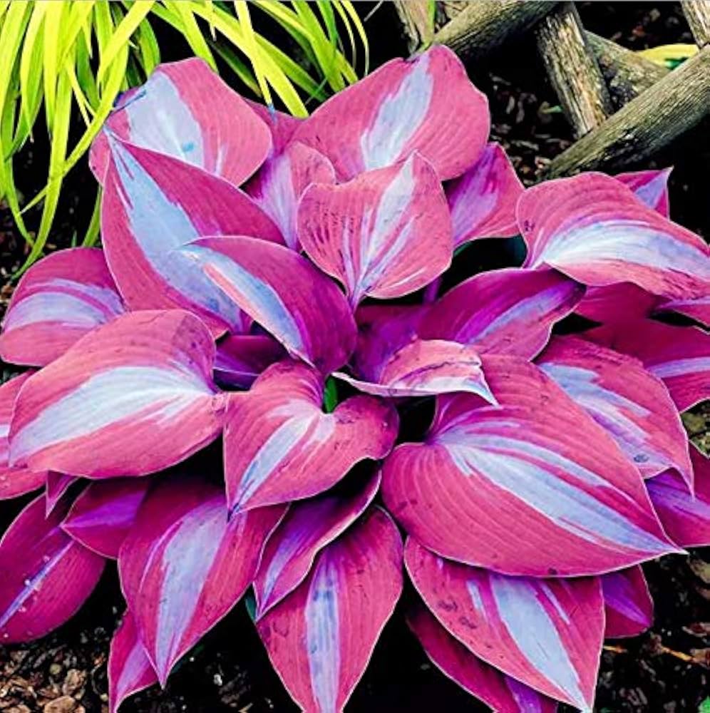 Hosta Flowering Plant Seeds for Shade Garden Beauty