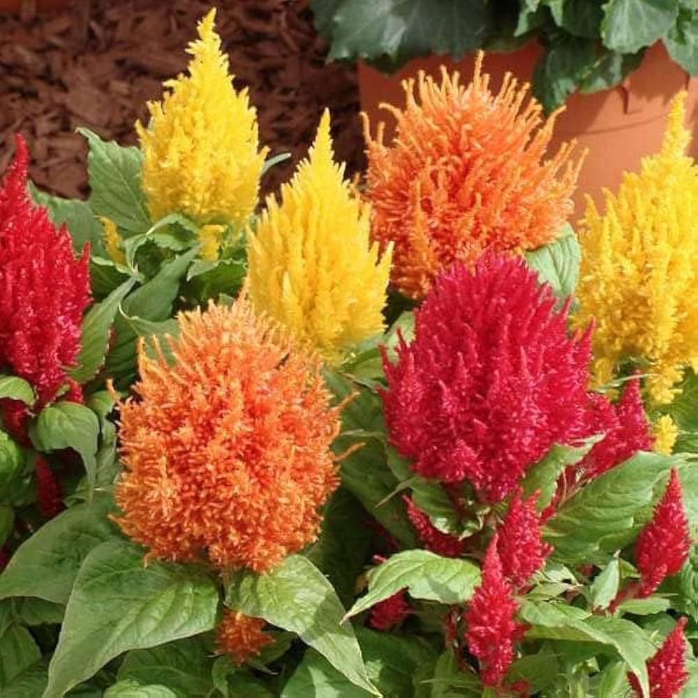 Celosia Seeds for Planting Celosia argentea for flower beds and container gardens