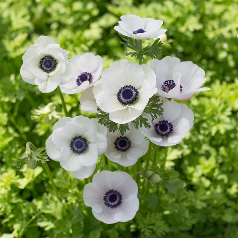 Anemone Seeds for Planting Anemone coronaria for flower borders and spring gardens