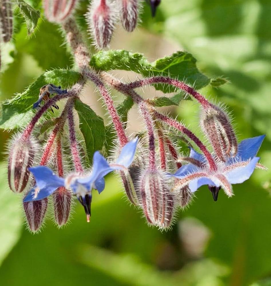 Mixed Borago Flower seeds for Planting - Easy to Grow, Heirloom & GMO Free Seeds for Home Garden