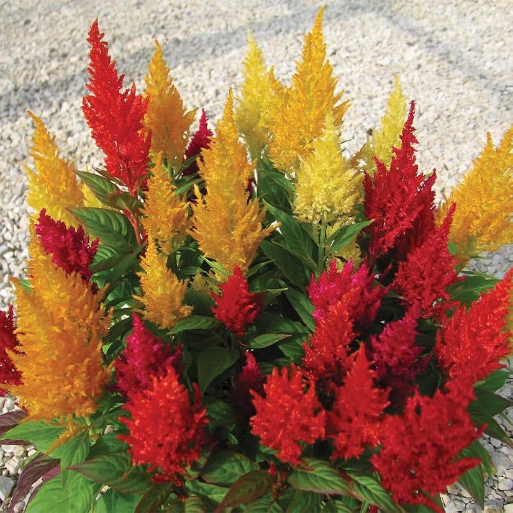 Celosia Seeds for Planting Celosia argentea for flower beds and container gardens Heirloom Non-GMO Seeds