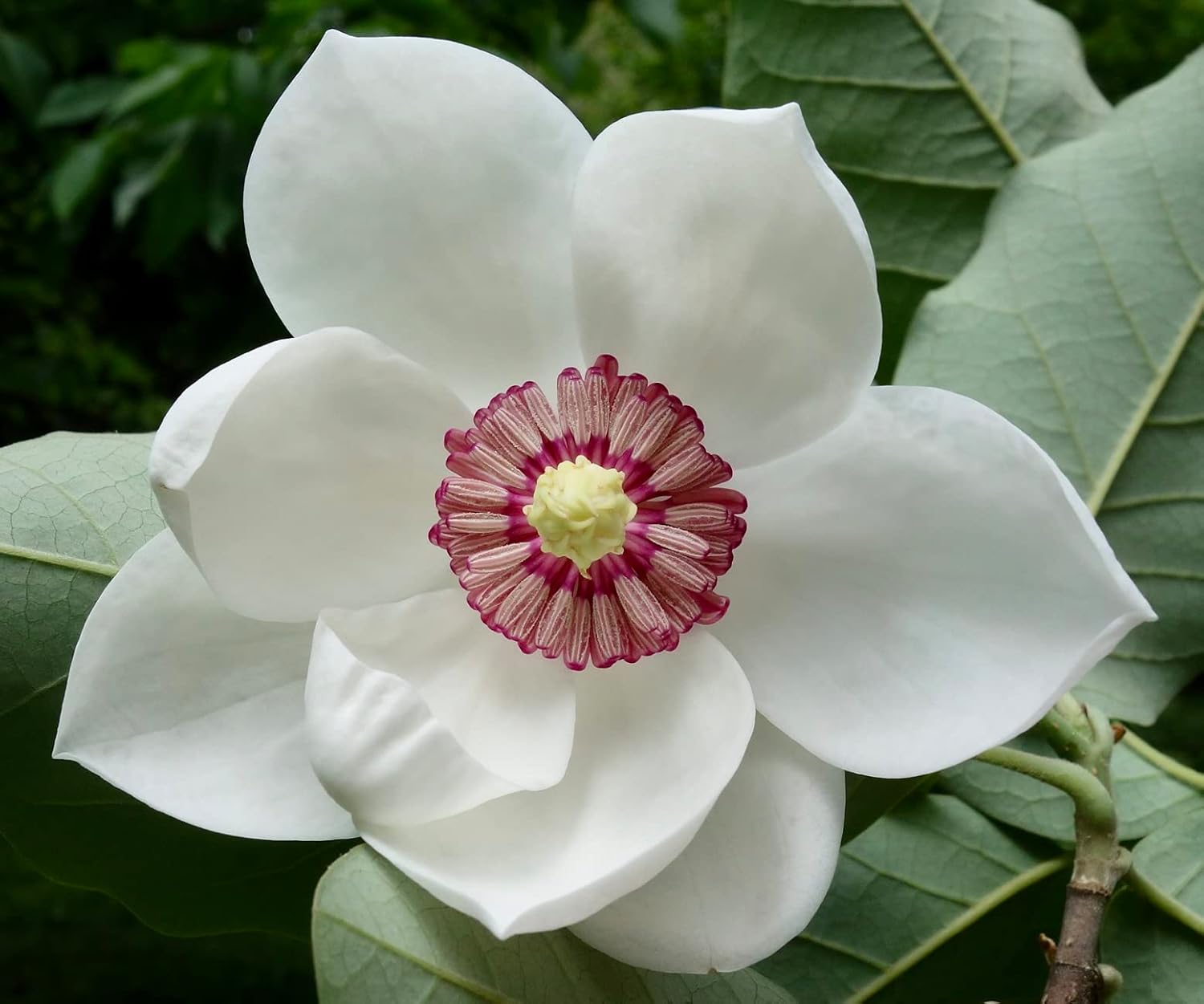 Yulan Flower Seeds White Planting Instructions