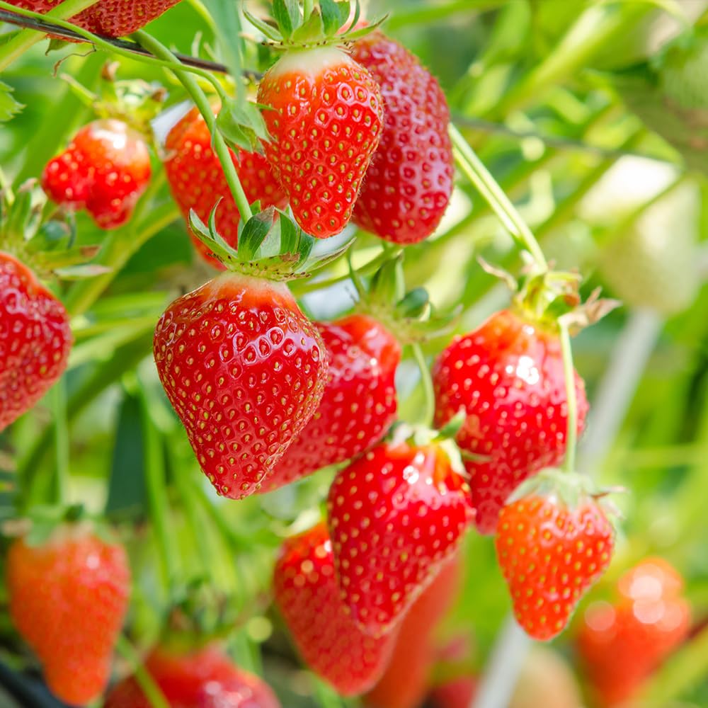Erdbeere Strawberry Seeds for Planting - Grow Juicy Homegrown Strawberries