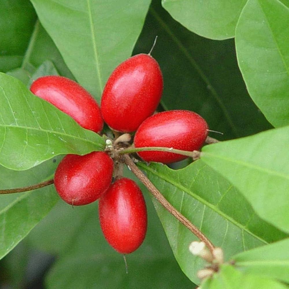 Synsepalum Dulcificum Seeds Miracle Berry, Miracle Fruit Red Berries Outdoor Fruit