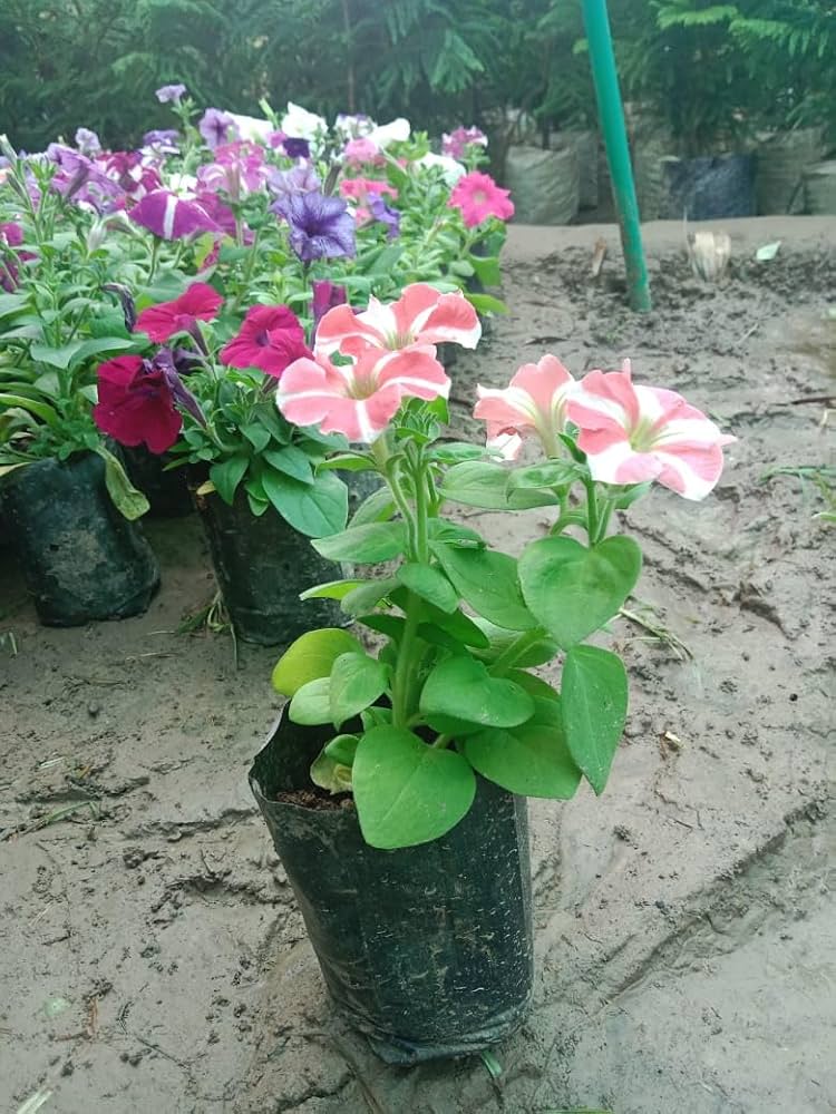 Petunia Seeds for Planting Petunia Hybrida mixed colors flower bed window pot