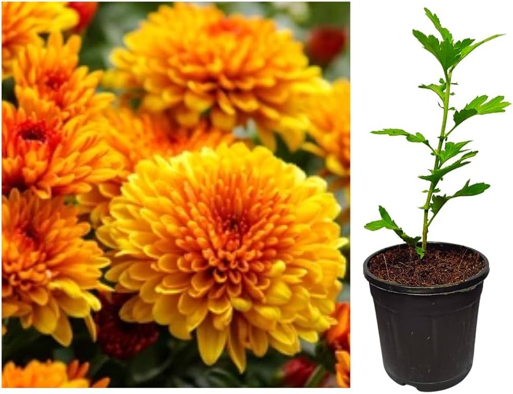 Chrysanthemum Flower Seeds Mixed