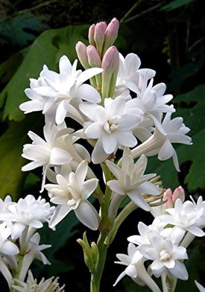 Wilde Lauch Allium schoenoprasum Flower Seeds for Planting in Flower Bed