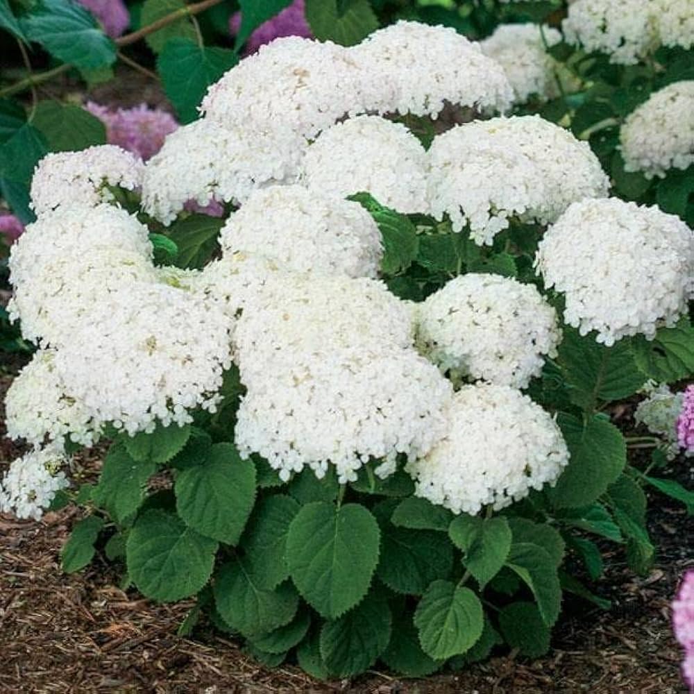 Annabelle Hydrangea Seeds for Planting Hydrangea arborescens for ornamental gardens and flower beds