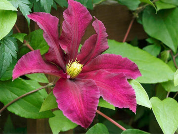 Pink Yellow Clematis Flower seeds for Planting - Cottage Garden Essential, Heirloom & GMO Free Seeds for Home Garden
 
 Sale seeds for planting in home garden