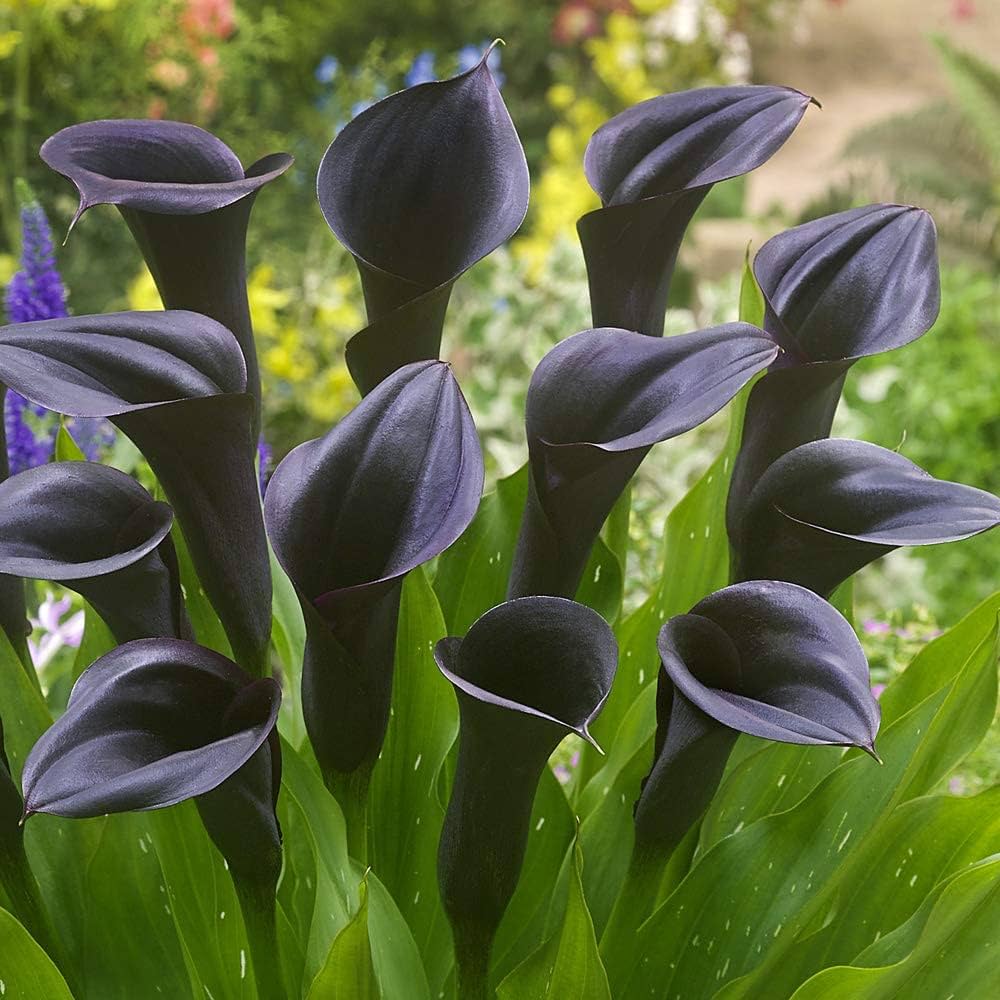 Calla Lily Seeds Zantedeschia for Planting in Flower Bed & Garden