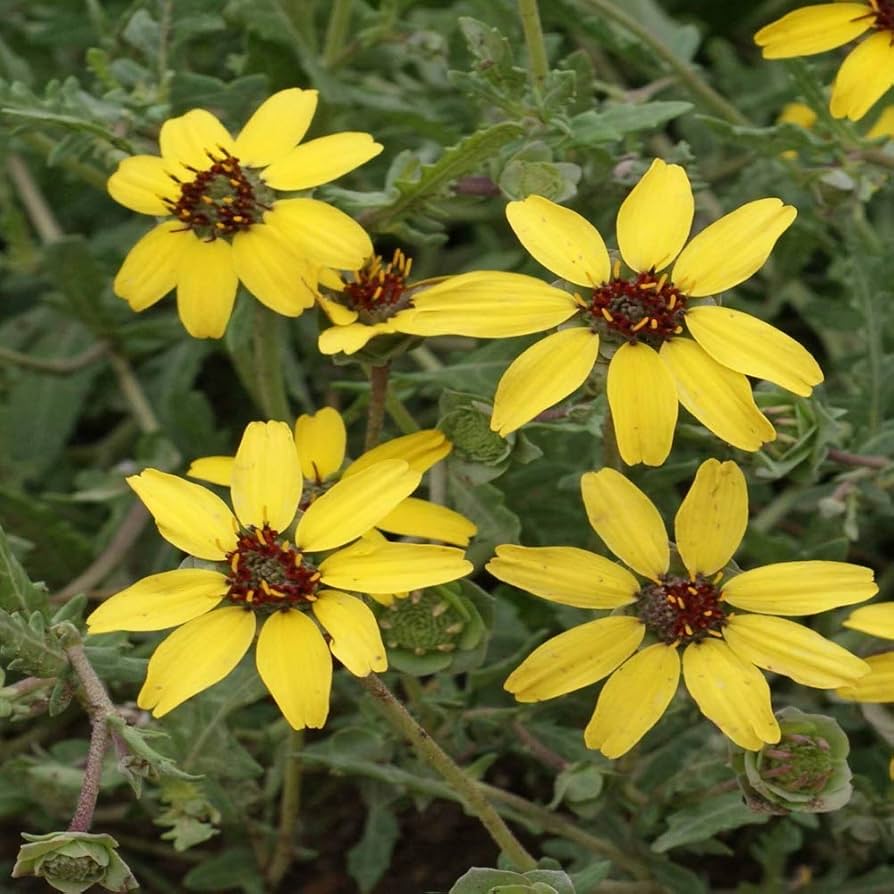 Chocolate Daisy Seeds for Planting Berlandiera lyrata for wildflower plots and home borders