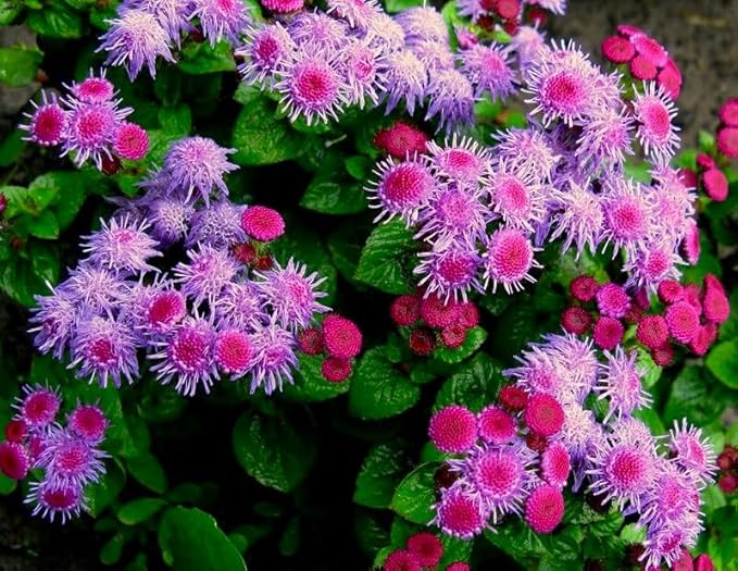 Floss Flower Seeds for Soft and Fluffy Blooms