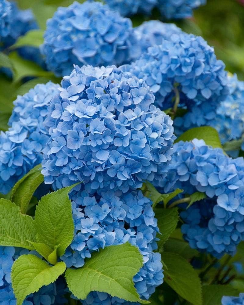 Blue Hydrangea Flower seeds for Planting - Fragrant Blossoms, Heirloom & GMO Free Seeds for Home Garden