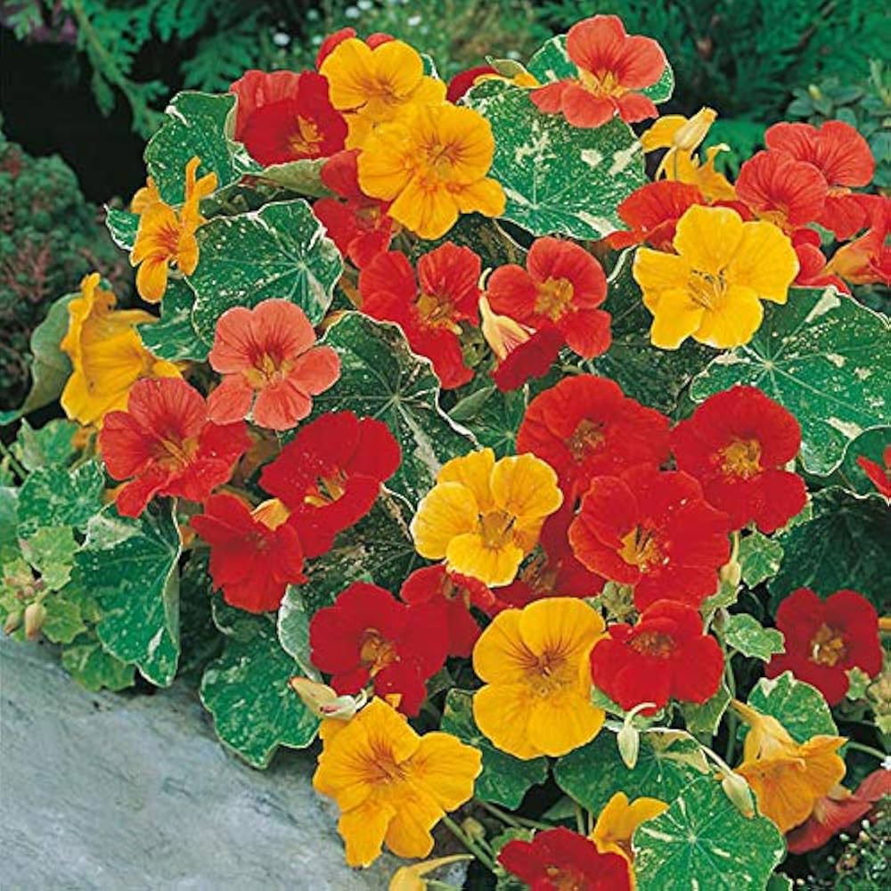 Jinlian Nasturtium Seeds for Planting Tropaeolum majus for flower beds and hanging baskets