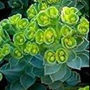 Green Euphorbia Myrsinites Flower seeds for Planting - Cut Flower Favorite, Heirloom & GMO Free Seeds for Home Garden
 
 Sale seeds for home garden