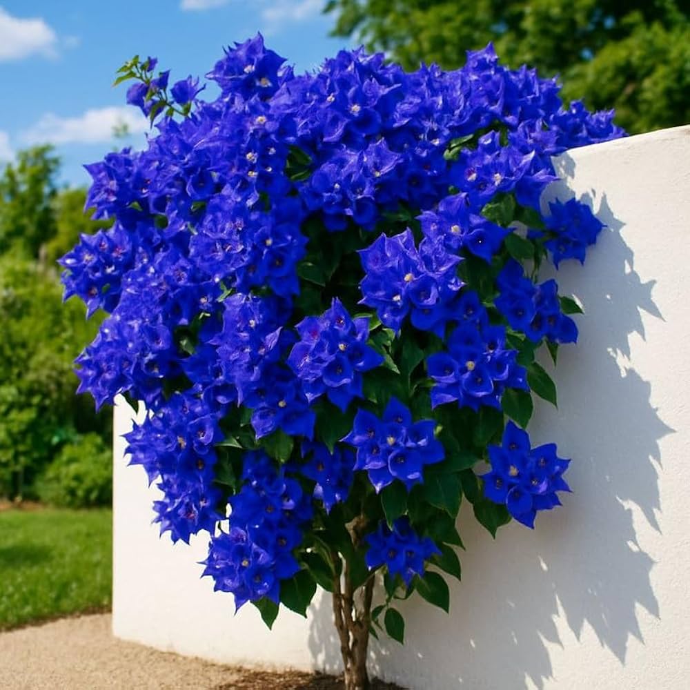 Blue Spectabilis Flower Seeds for Planting  Vibrant Blooms for Your Garden