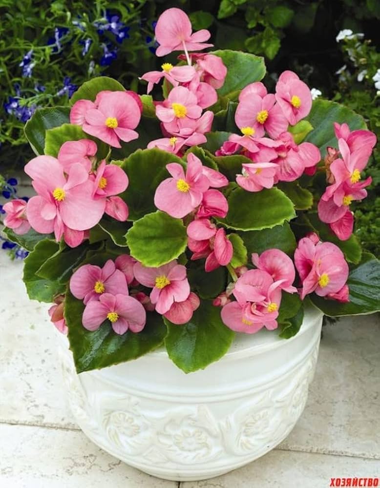 Light Pink Begonia Flower seeds for Planting - Easy to Grow, Heirloom & GMO Free Seeds for Home Garden