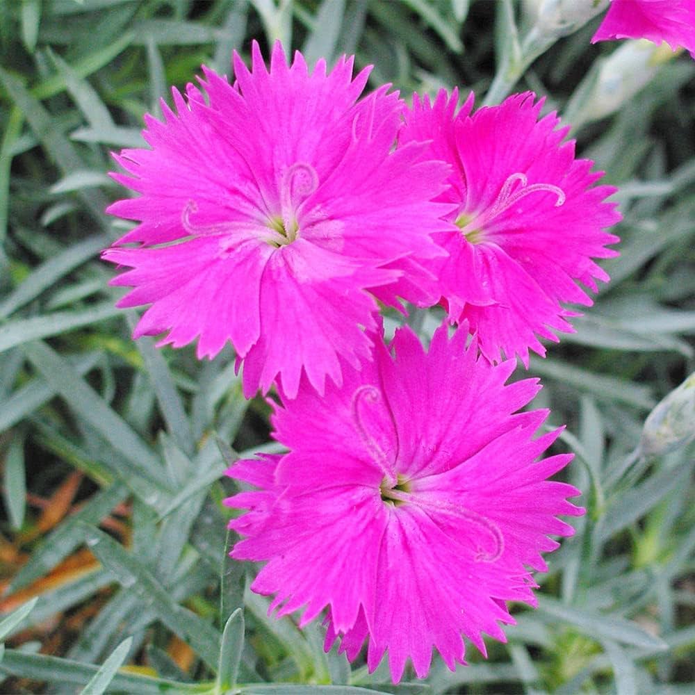 Pink Dianthus Flower seeds for Planting - Perfect for Borders, Heirloom & GMO Free Seeds for Home Garden