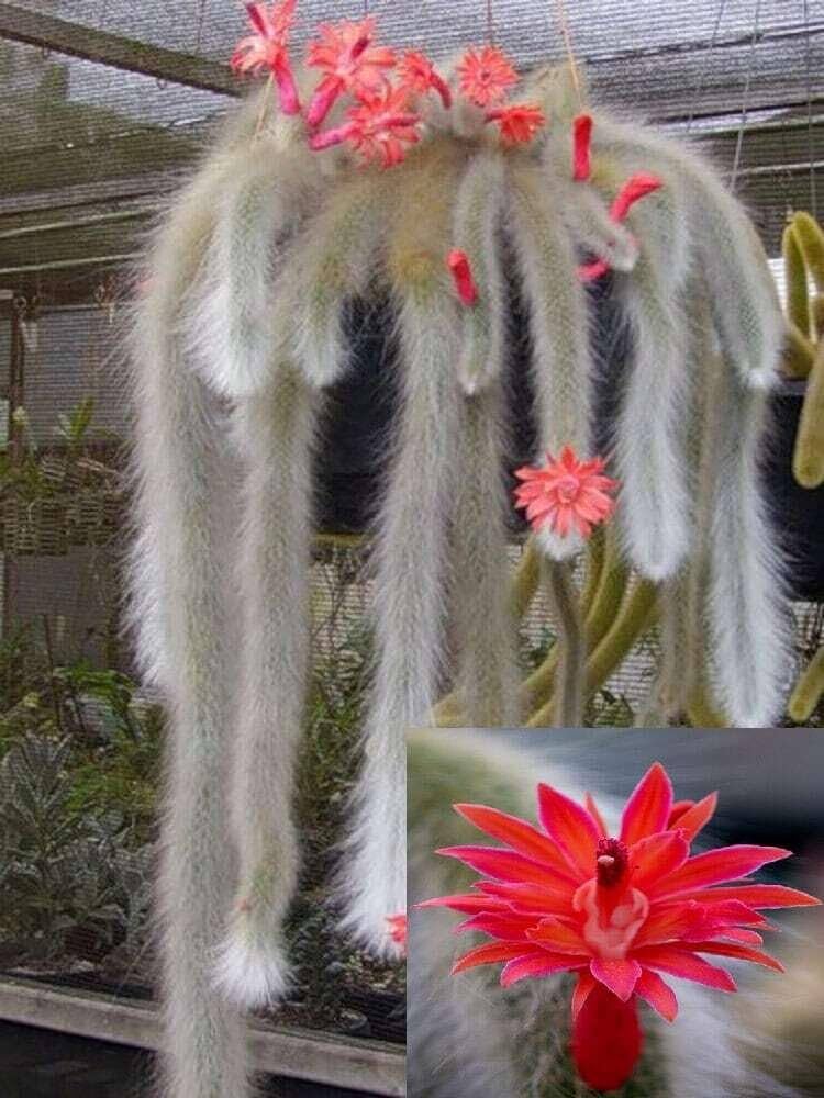 Monkey Tail Flower seeds for Planting - Premium Quality, Heirloom & GMO Free Seeds for Home Garden
 
 Sale for planting in home garden.