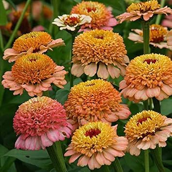 Brown (Brown Yellow) seeds for planting in home garden