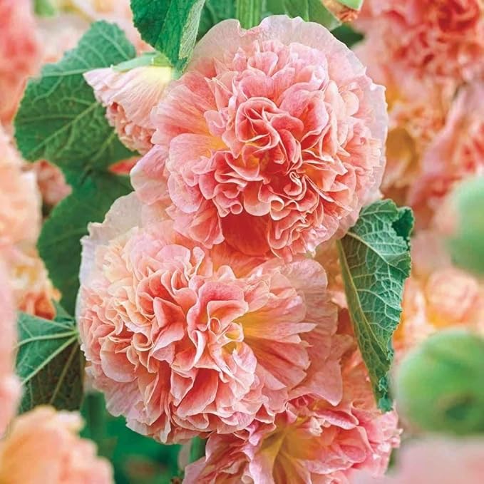 Salmon Giant Hollyhock Seeds for Tall, Elegant Salmon Blooms