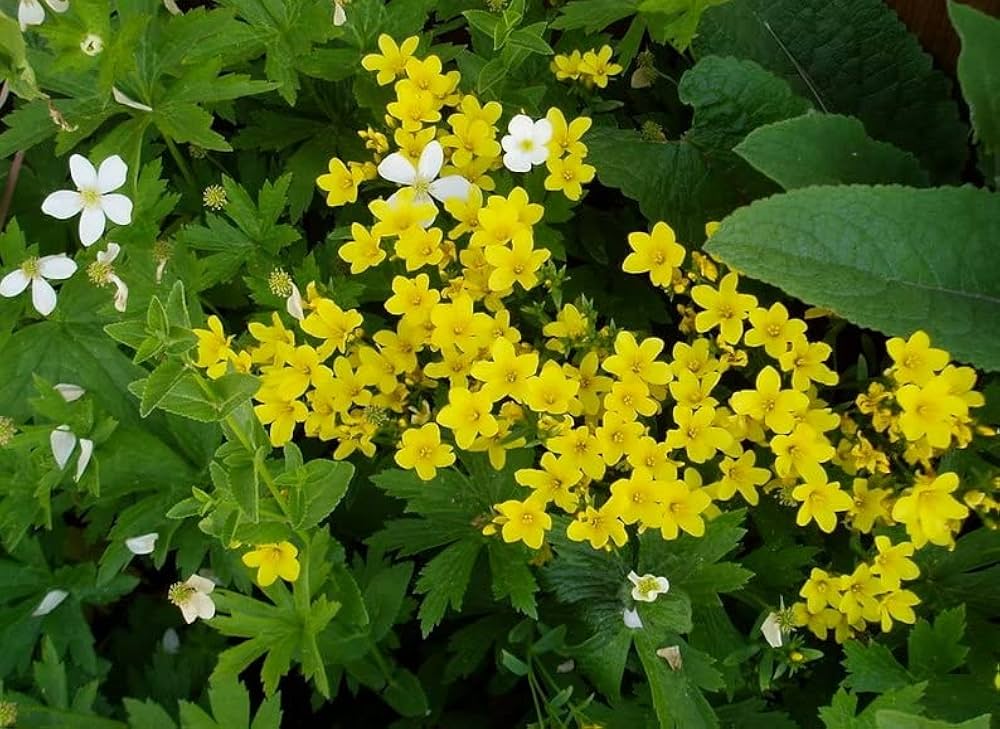 Yellow Linum Flavum Flower seeds for Planting - Shade Tolerant, Heirloom & GMO Free Seeds for Home Garden