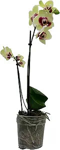 Orchid Orchidaceae spp. for planting in flower bed
