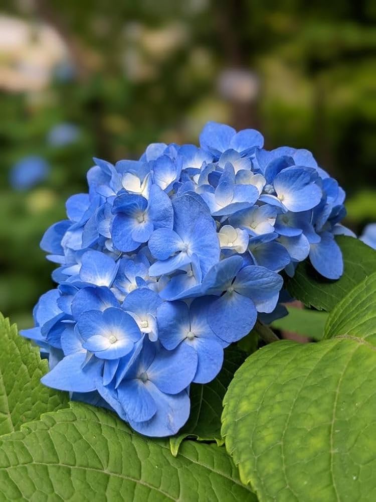 Deep Blue Hydrangea Flower seeds for Planting - Bright Blooms, Heirloom & GMO Free Seeds for Home Garden