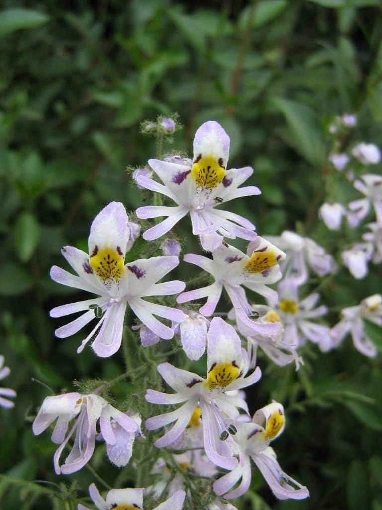 Schizanthus Flower seeds for Planting - Wildflower Mix, Heirloom & GMO Free Seeds for Home Garden
 
 Sale seeds for home garden