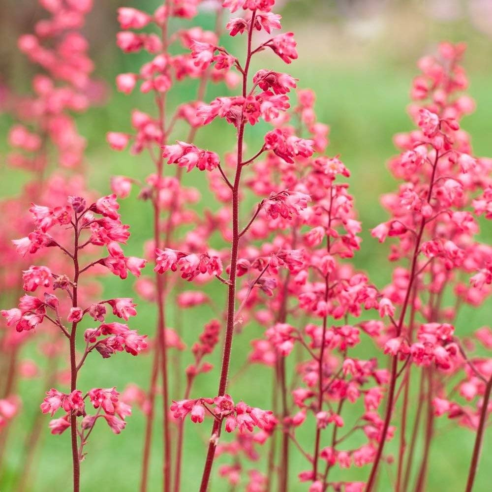 Heuchera Seeds for Planting home garden flower bed