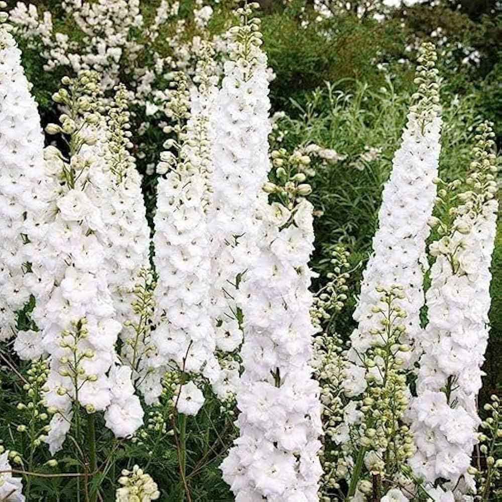 Rocket Larkspur Delphinium ajacis Seeds for Planting in Flower Bed