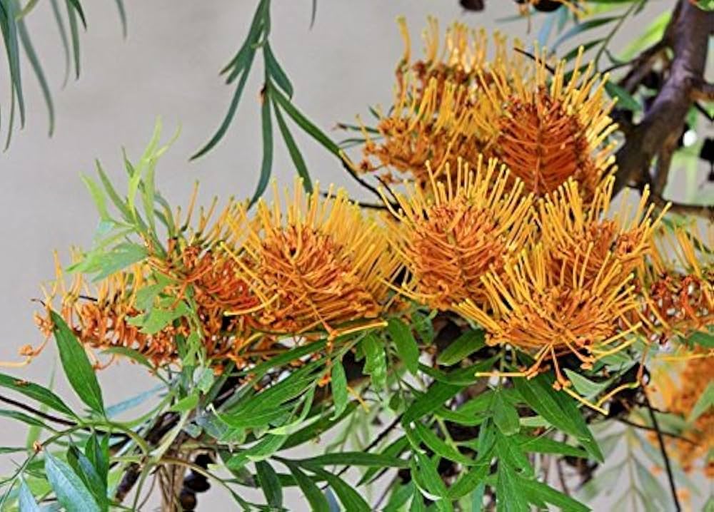 Grevillea Grevillea spp. Flower Seeds for Planting in Native Australian Garden