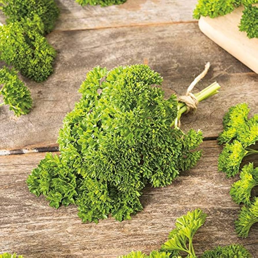 Curled Parsley Petroselinum crispum Seeds for Planting herb bed container garden