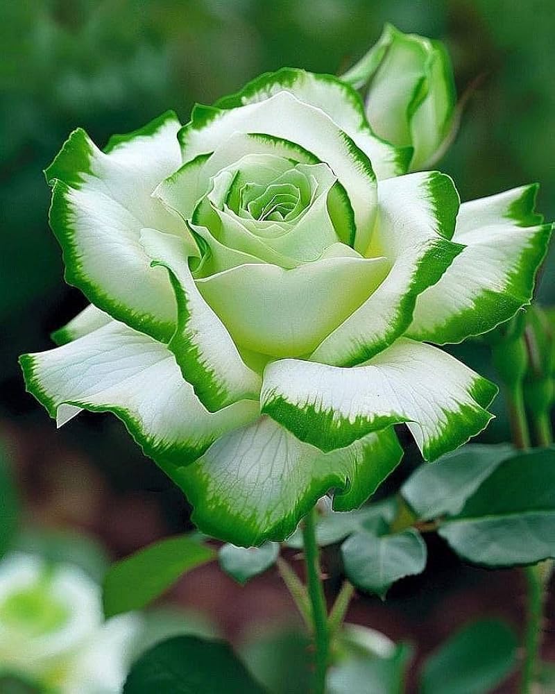 White Green Rose Flower Seeds for Planting – Heirloom, Non-GMO, Hardy Garden Variety Seeds