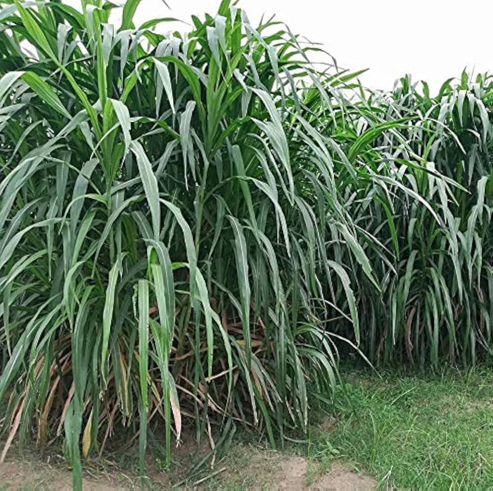 Graines Pennisetum purpureum Elephant Grass Seeds for Planting garden