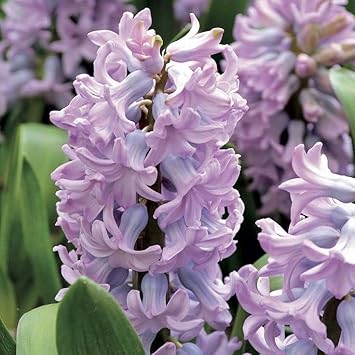 Lavender Hyacinth Flower seeds for Planting - Perfect for Borders, Heirloom & GMO Free Seeds for Home Garden
 
 Sale for planting in home garden